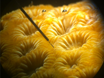 Coral-microsensor picture